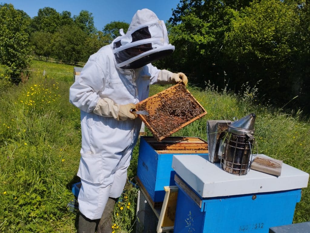 L'abeille du Poitou C Mon Territoire